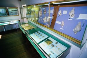 The Viserbella Small Fishing and Marine Museum in Rimini, showcasing examples of fishing artifacts, shells, and much more besides.